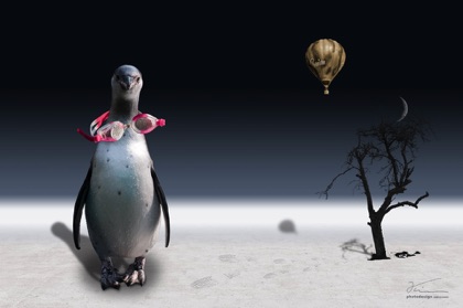 der pinguin des ballonfahrers der pinguin des ballonfahrers